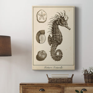 Seahorse Study I - Canvas Art Print
