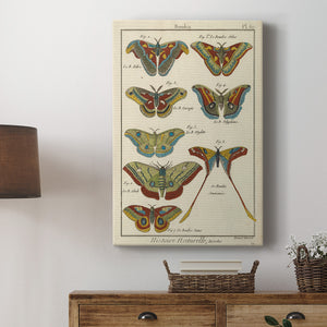 Histoire Naturelle Butterflies III - Canvas Art Print