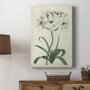 Ivory Garden V Premium Gallery Wrapped Canvas - Ready to Hang