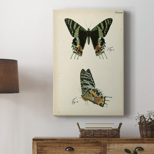 Butterfly Profile IV - Canvas Art Print