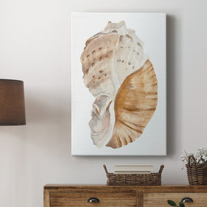 Seashell I - Canvas Art Print