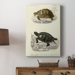 Antique Turtle Duo II Premium Gallery Wrapped Canvas - Ready to Hang