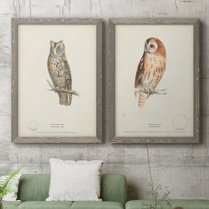 Scops-Eared Owl - Barnwood Framed Canvas Set