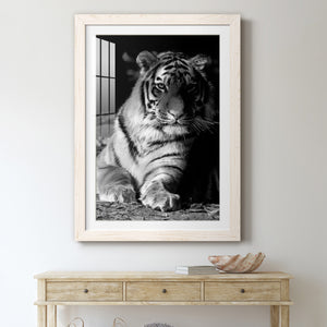 Tiger Repose - Barnwood Framed Art Print