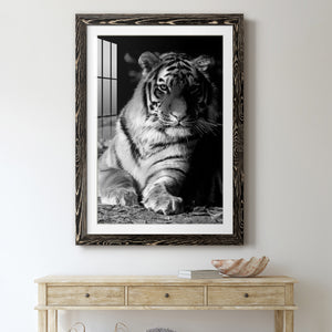 Tiger Repose - Barnwood Framed Art Print