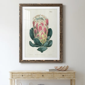 Protea N83 - Barnwood Framed Art Print