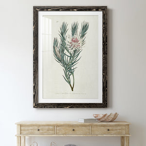 Protea N33 - Barnwood Framed Art Print