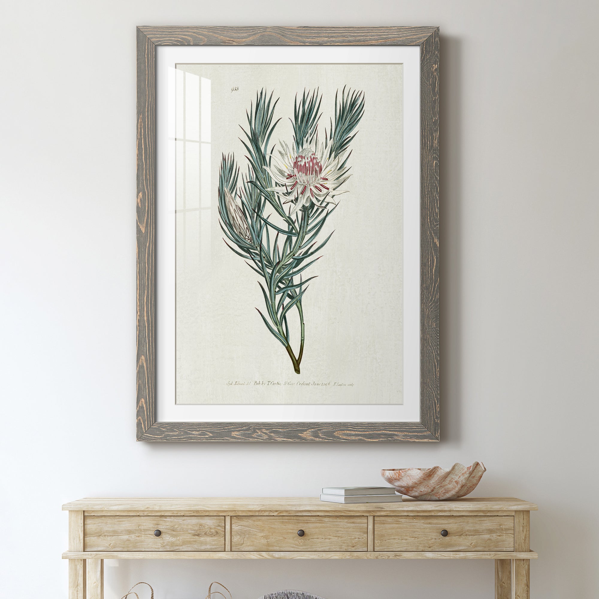 Protea N33 - Barnwood Framed Art Print