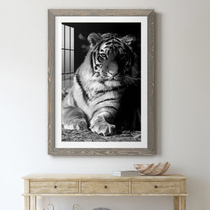 Tiger Repose - Barnwood Framed Art Print