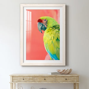 Green Macaw - Barnwood
