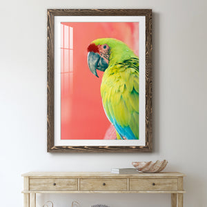 Green Macaw - Barnwood