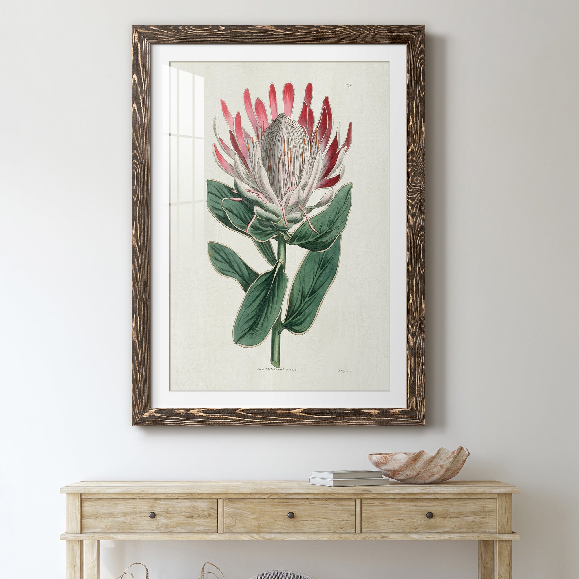 Protea N13 - Barnwood Framed Art Print
