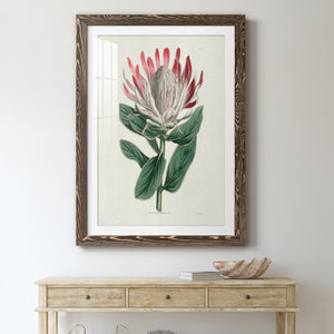 Protea N13 - Barnwood Framed Art Print