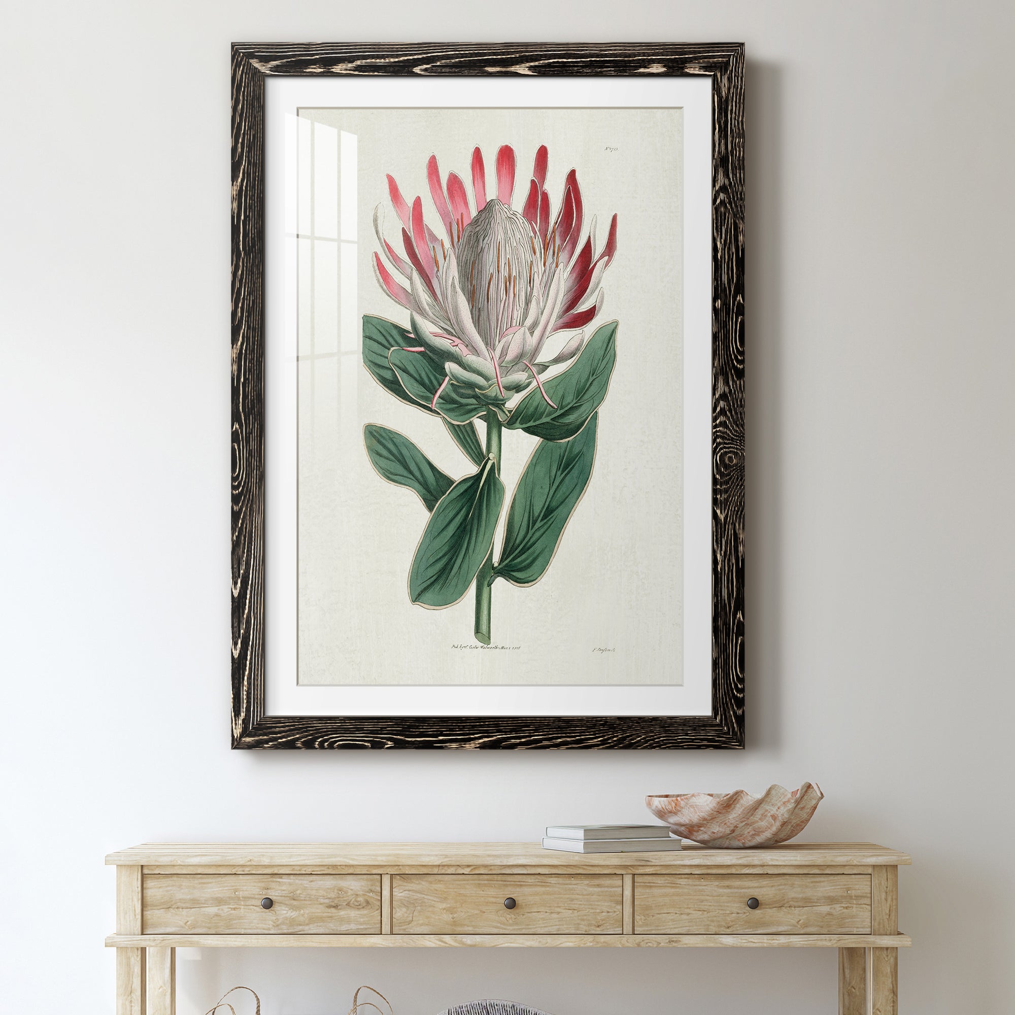 Protea N13 - Barnwood Framed Art Print