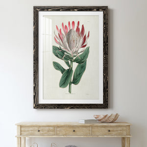 Protea N13 - Barnwood Framed Art Print