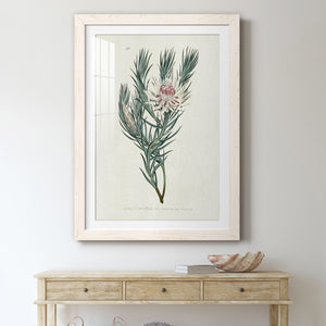 Protea N33 - Barnwood Framed Art Print
