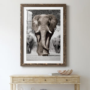 Botswana Patriarch - Barnwood Framed Art Print