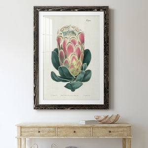 Protea N83 - Barnwood Framed Art Print