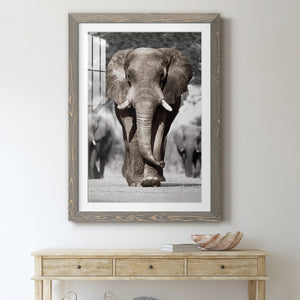 Botswana Patriarch - Barnwood Framed Art Print