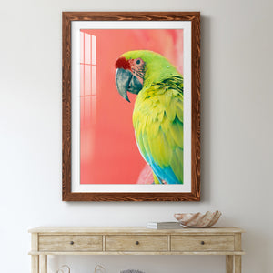 Green Macaw - Barnwood