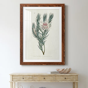 Protea N33 - Barnwood Framed Art Print