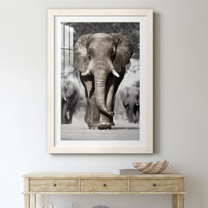 Botswana Patriarch - Barnwood Framed Art Print