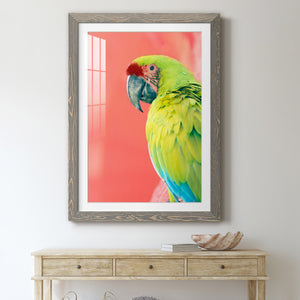Green Macaw - Barnwood
