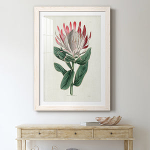 Protea N13 - Barnwood Framed Art Print