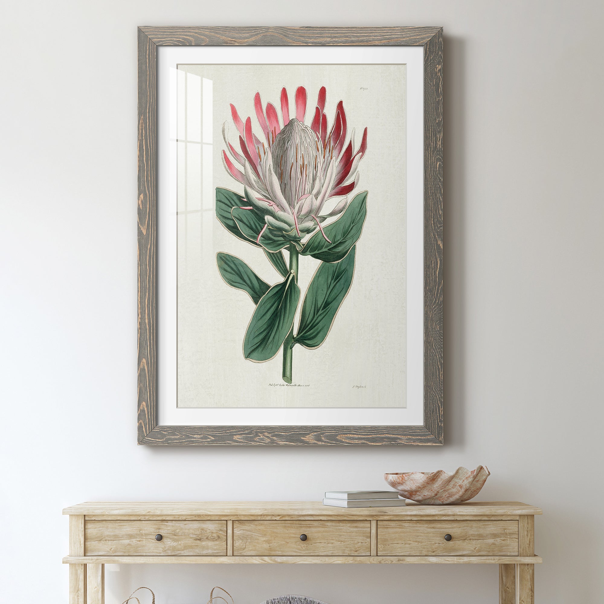 Protea N13 - Barnwood Framed Art Print