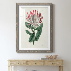 Protea N13 - Barnwood Framed Art Print