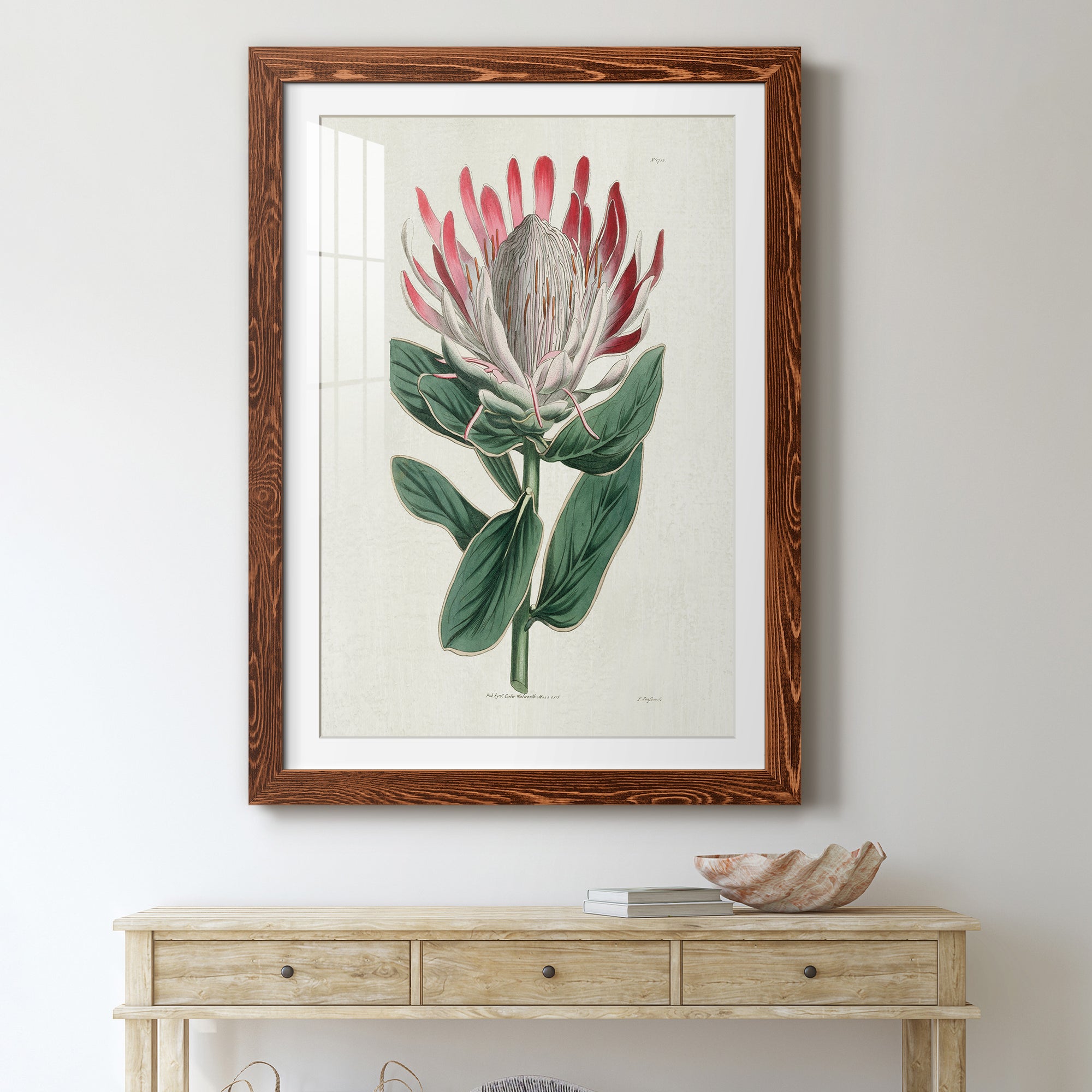 Protea N13 - Barnwood Framed Art Print