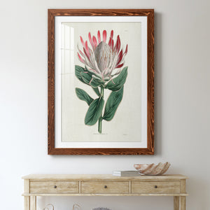 Protea N13 - Barnwood Framed Art Print