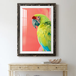 Green Macaw - Barnwood