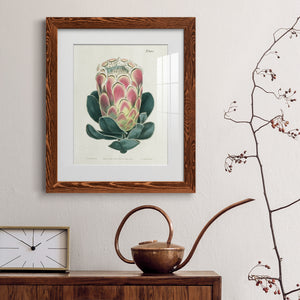 Protea N83 - Barnwood Framed Art Print