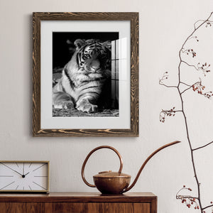 Tiger Repose - Barnwood Framed Art Print