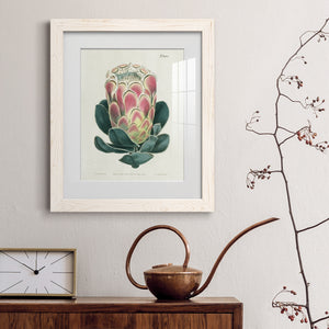 Protea N83 - Barnwood Framed Art Print