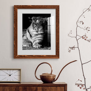 Tiger Repose - Barnwood Framed Art Print