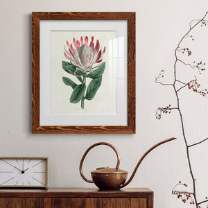 Protea N13 - Barnwood Framed Art Print