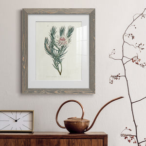 Protea N33 - Barnwood Framed Art Print
