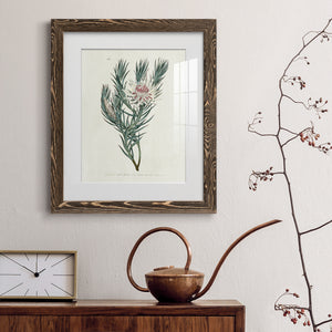 Protea N33 - Barnwood Framed Art Print