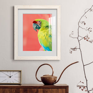 Green Macaw - Barnwood