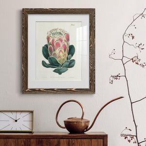 Protea N83 - Barnwood Framed Art Print