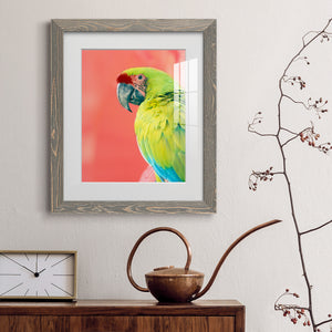Green Macaw - Barnwood