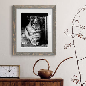 Tiger Repose - Barnwood Framed Art Print
