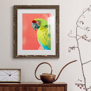 Green Macaw - Barnwood