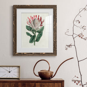 Protea N13 - Barnwood Framed Art Print