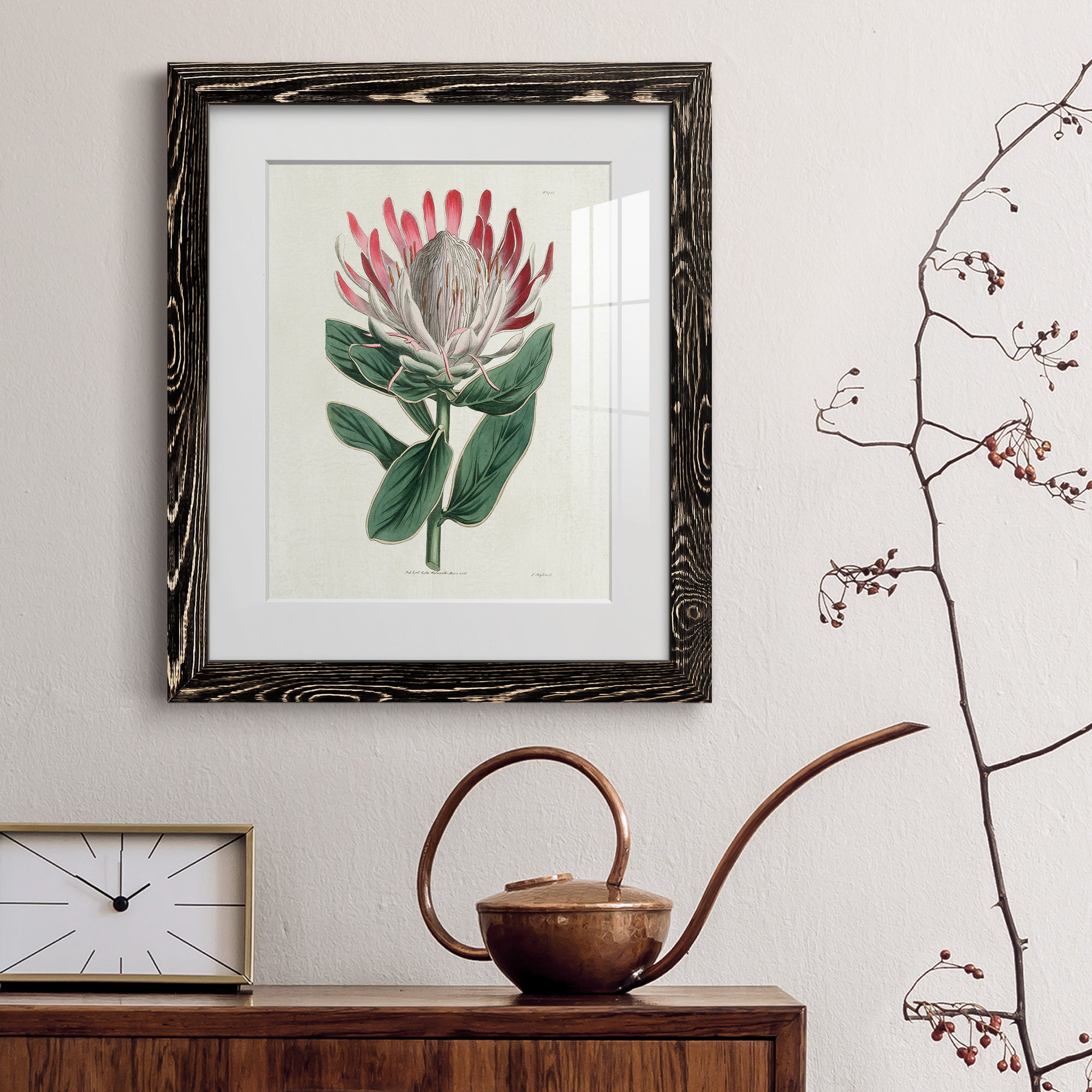 Protea N13 - Barnwood Framed Art Print