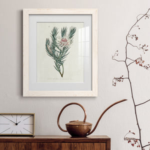 Protea N33 - Barnwood Framed Art Print