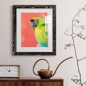 Green Macaw - Barnwood
