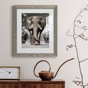 Botswana Patriarch - Barnwood Framed Art Print